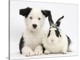 Black and White Border Collie Puppy and Black and White Rabbit-Mark Taylor-Stretched Canvas