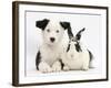 Black and White Border Collie Puppy and Black and White Rabbit-Mark Taylor-Framed Photographic Print