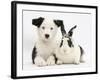 Black and White Border Collie Puppy and Black and White Rabbit-Mark Taylor-Framed Photographic Print