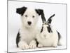 Black and White Border Collie Puppy and Black and White Rabbit-Mark Taylor-Mounted Photographic Print