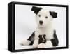 Black and White Border Collie Puppy and Guinea Pig-Mark Taylor-Framed Stretched Canvas