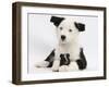 Black and White Border Collie Puppy and Guinea Pig-Mark Taylor-Framed Photographic Print