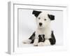 Black and White Border Collie Puppy and Guinea Pig-Mark Taylor-Framed Photographic Print