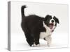 Black-And-White Border Collie Puppy Barking-Mark Taylor-Stretched Canvas