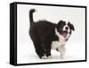 Black-And-White Border Collie Puppy Barking-Mark Taylor-Framed Stretched Canvas