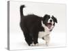 Black-And-White Border Collie Puppy Barking-Mark Taylor-Stretched Canvas