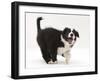 Black-And-White Border Collie Puppy Barking-Mark Taylor-Framed Photographic Print