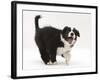 Black-And-White Border Collie Puppy Barking-Mark Taylor-Framed Photographic Print