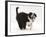 Black-And-White Border Collie Puppy Barking-Mark Taylor-Framed Photographic Print