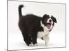 Black-And-White Border Collie Puppy Barking-Mark Taylor-Mounted Photographic Print