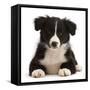 Black-and-white Border collie puppy-Mark Taylor-Framed Stretched Canvas