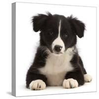 Black-and-white Border collie puppy-Mark Taylor-Stretched Canvas