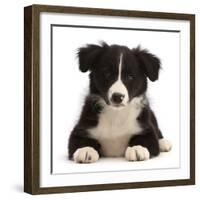 Black-and-white Border collie puppy-Mark Taylor-Framed Photographic Print