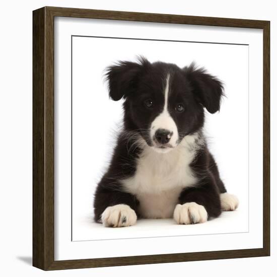 Black-and-white Border collie puppy-Mark Taylor-Framed Photographic Print