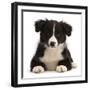 Black-and-white Border collie puppy-Mark Taylor-Framed Photographic Print