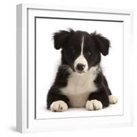 Black-and-white Border collie puppy-Mark Taylor-Framed Photographic Print