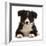 Black-and-white Border collie puppy-Mark Taylor-Framed Photographic Print