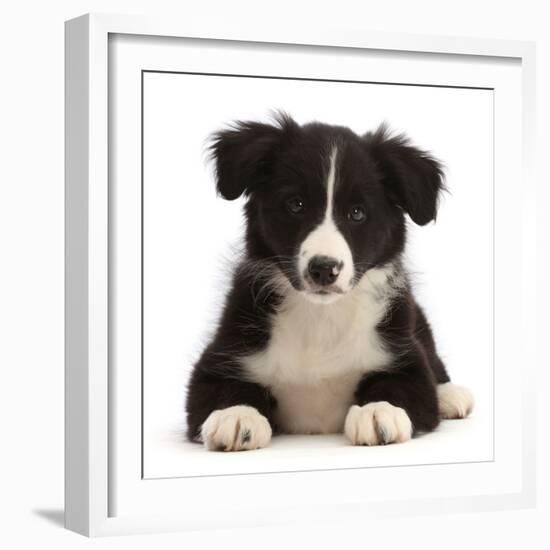 Black-and-white Border collie puppy-Mark Taylor-Framed Photographic Print