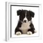 Black-and-white Border collie puppy-Mark Taylor-Framed Photographic Print