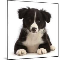 Black-and-white Border collie puppy-Mark Taylor-Mounted Photographic Print