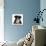 Black-and-white Border collie puppy-Mark Taylor-Mounted Photographic Print displayed on a wall