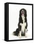 Black-And-White Border Collie Sitting-Mark Taylor-Framed Stretched Canvas