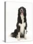 Black-And-White Border Collie Sitting-Mark Taylor-Stretched Canvas