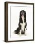 Black-And-White Border Collie Sitting-Mark Taylor-Framed Photographic Print