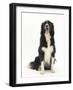 Black-And-White Border Collie Sitting-Mark Taylor-Framed Photographic Print