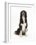 Black-And-White Border Collie Sitting-Mark Taylor-Framed Photographic Print