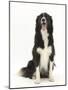 Black-And-White Border Collie Sitting-Mark Taylor-Mounted Photographic Print