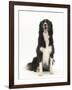 Black-And-White Border Collie Sitting-Mark Taylor-Framed Photographic Print