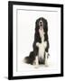 Black-And-White Border Collie Sitting-Mark Taylor-Framed Photographic Print