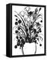 Black and White Bouquet 1-Filippo Ioco-Framed Stretched Canvas