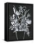 Black and White Bouquet 2-Filippo Ioco-Framed Stretched Canvas