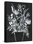 Black and White Bouquet 2-Filippo Ioco-Framed Stretched Canvas