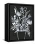 Black and White Bouquet 2-Filippo Ioco-Framed Stretched Canvas