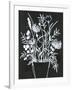 Black and White Bouquet 2-Filippo Ioco-Framed Art Print