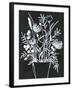 Black and White Bouquet 2-Filippo Ioco-Framed Art Print