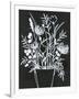 Black and White Bouquet 2-Filippo Ioco-Framed Art Print