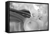 Black and White Calla Study-Anna Miller-Framed Stretched Canvas