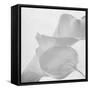 Black and White Calla Study-Anna Miller-Framed Stretched Canvas