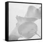 Black and White Calla Study-Anna Miller-Framed Stretched Canvas