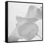 Black and White Calla Study-Anna Miller-Framed Stretched Canvas