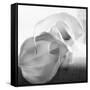 Black and White Calla Study-Anna Miller-Framed Stretched Canvas