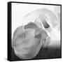 Black and White Calla Study-Anna Miller-Framed Stretched Canvas