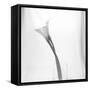 Black and White Calla Study-Anna Miller-Framed Stretched Canvas