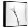 Black and White Calla Study-Anna Miller-Framed Stretched Canvas