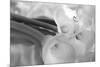 Black and White Calla Study-Anna Miller-Mounted Photographic Print