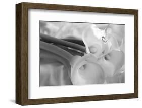 Black and White Calla Study-Anna Miller-Framed Photographic Print